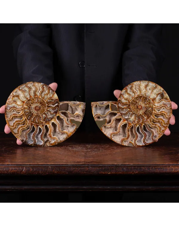 L'interno della Bellezza Paleontologica: Cleonicer...
