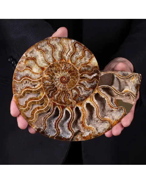 L'interno della Bellezza Paleontologica: Cleoniceras