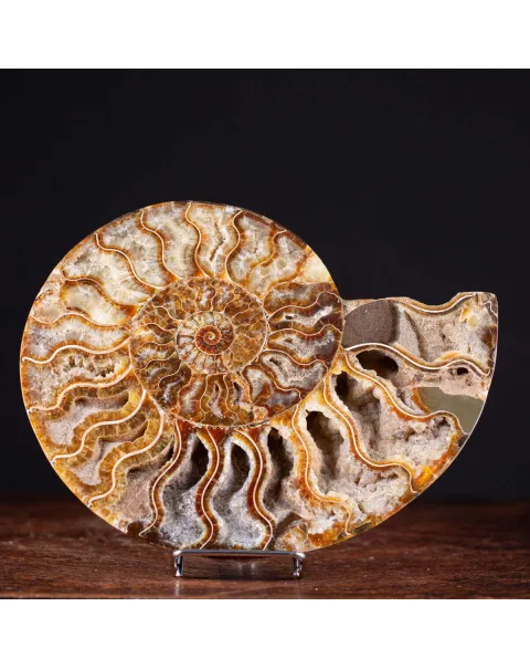 L'interno della Bellezza Paleontologica: Cleoniceras