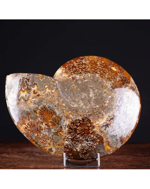 L'interno della Bellezza Paleontologica: Cleoniceras