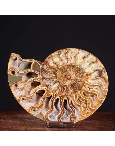 L'interno della Bellezza Paleontologica: Cleoniceras