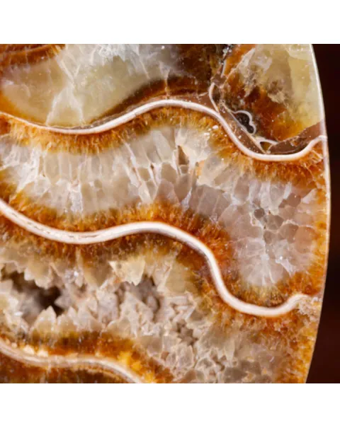 L'interno della Bellezza Paleontologica: Cleoniceras