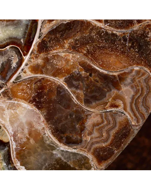 L'Antico Mare Risplende: Ammonite di Tulear, Madagascar.