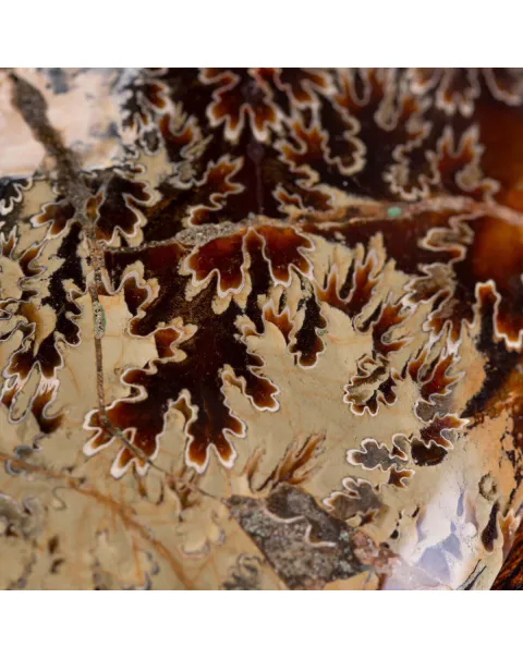 L'Antico Mare Risplende: Ammonite di Tulear, Madagascar.