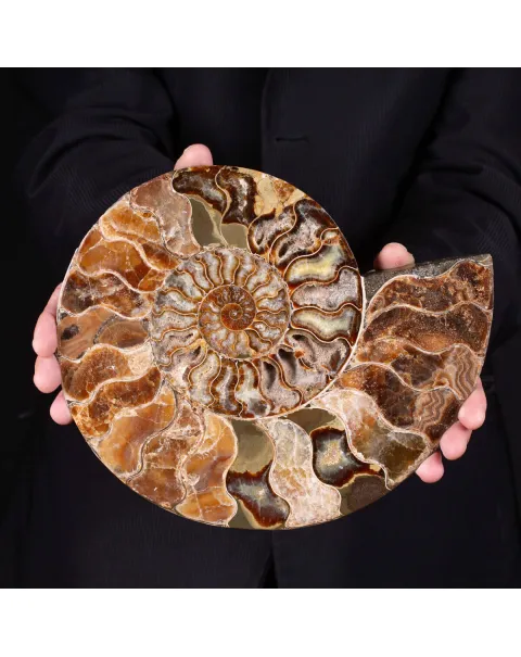 L'Antico Mare Risplende: Ammonite di Tulear, Madagascar.