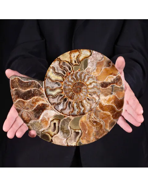 L'Antico Mare Risplende: Ammonite di Tulear, Madagascar.
