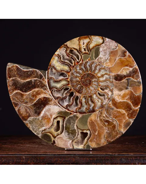L'Antico Mare Risplende: Ammonite di Tulear, Madagascar.