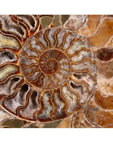 L'Antico Mare Risplende: Ammonite di Tulear, Madagascar.