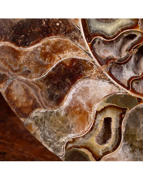 L'Antico Mare Risplende: Ammonite di Tulear, Madagascar.