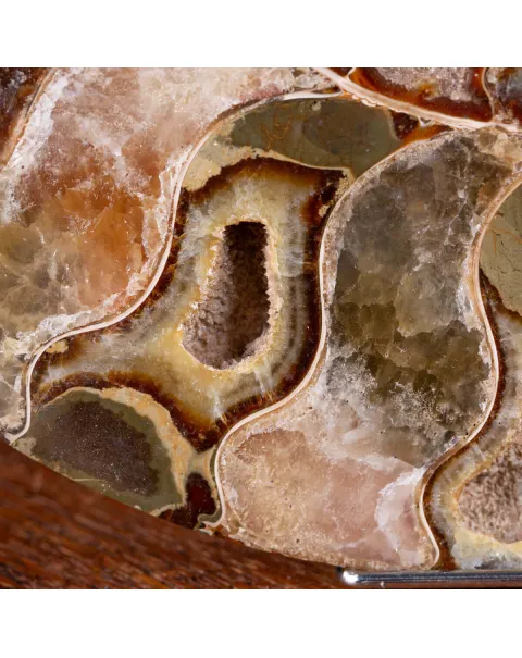 L'Antico Mare Risplende: Ammonite di Tulear, Madagascar.