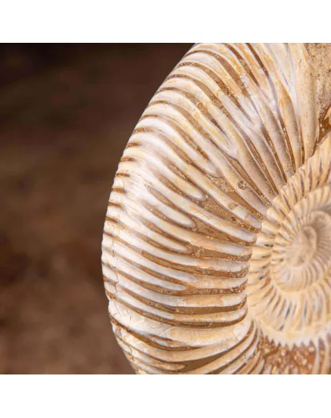 Fossile di ammonite di Perisphinctes del Madagascar su supporto in ottone.