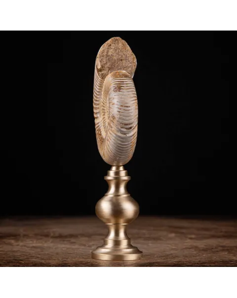 Fossile di ammonite di Perisphinctes del Madagascar su supporto in ottone.