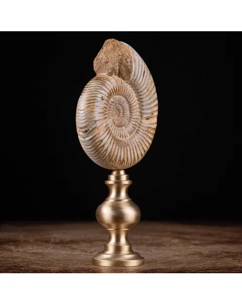 Fossile di ammonite di Perisphinctes del Madagascar su supporto in ottone.