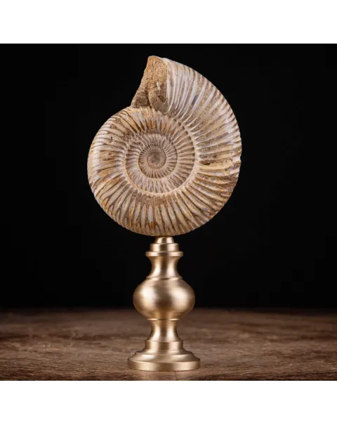 Fossile di ammonite di Perisphinctes del Madagascar su supporto in ottone.