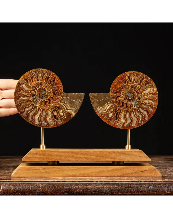 Eleganza Preistorica: Cleoniceras Sezionata