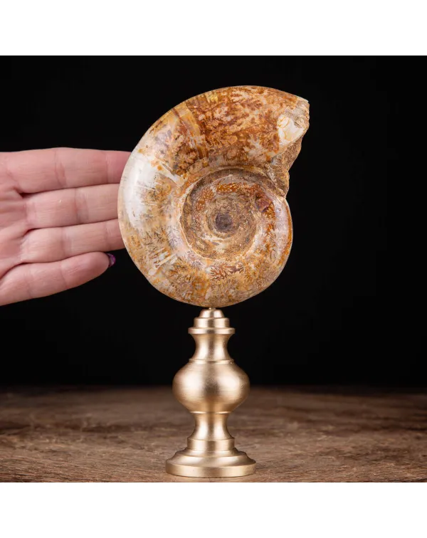 Fossile di ammonite Lytoceras: Una gemma dei mari ...