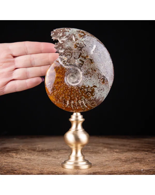 Ammonite Cleoniceras: natura con l'arte e il desig...