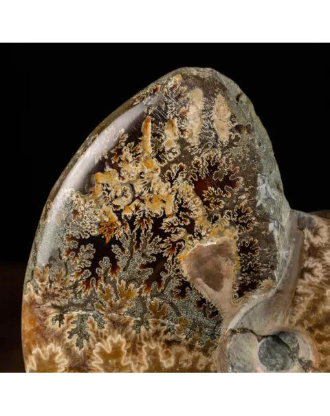 Ammoniti del Cretaceo Tesori Fossilizzati.