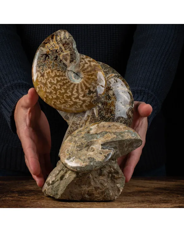 Ammoniti del Cretaceo Tesori Fossilizzati.