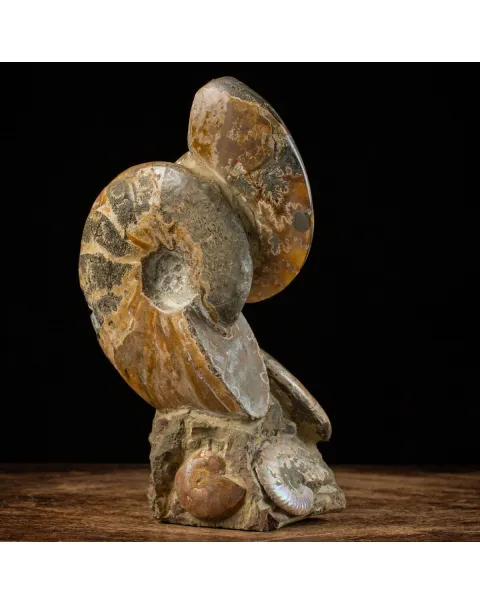 Ammoniti del Cretaceo Tesori Fossilizzati.