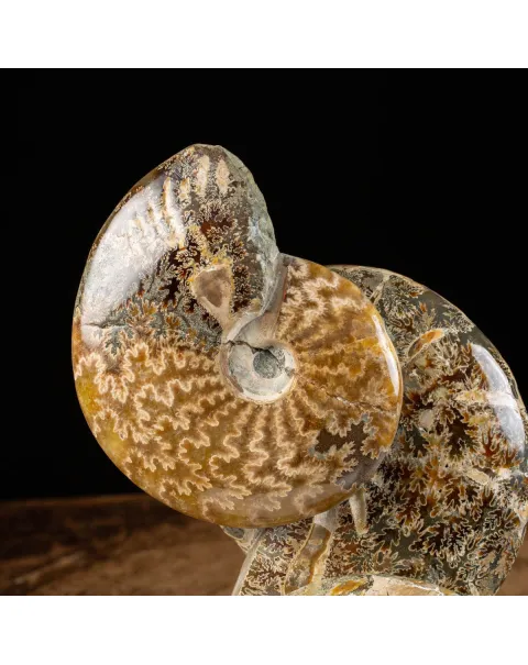 Ammoniti del Cretaceo Tesori Fossilizzati.