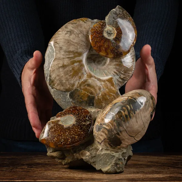 Ammoniti Cleoniceras: Fossili del Cretaceo.