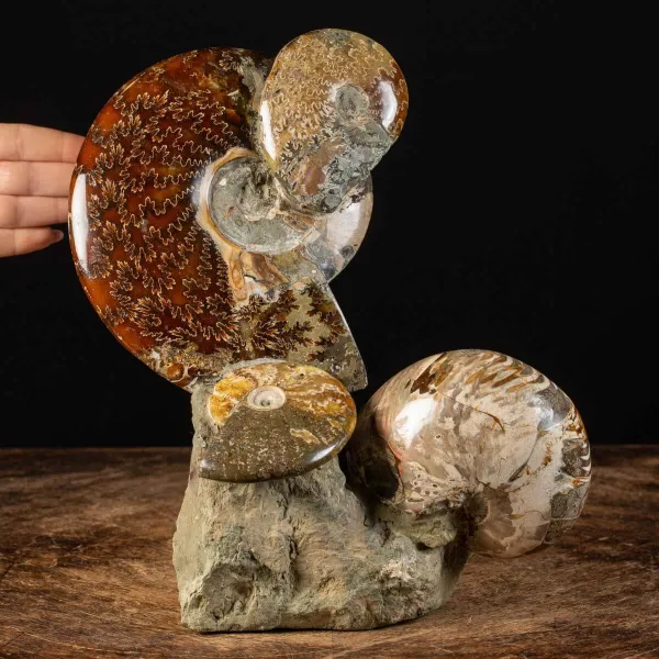 Esposizione di Fossili Marini: I Segreti del Cretaceo.