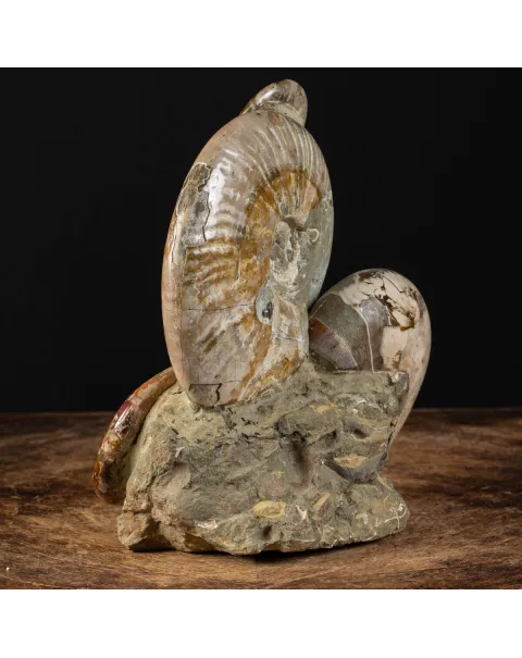 Ammoniti Fossilizzate: Un Viaggio Nel Tempo.