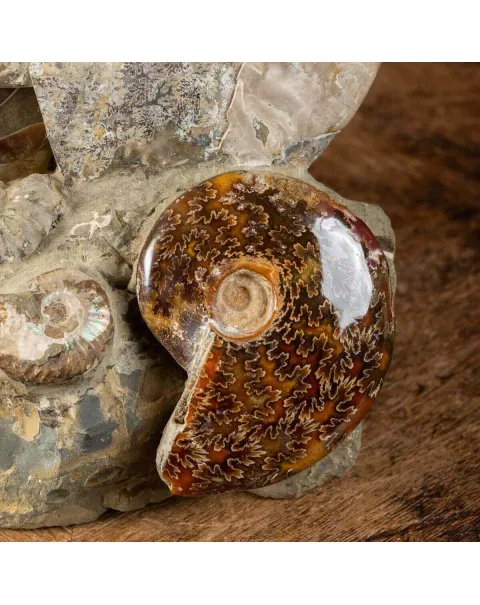 Ammoniti Fossilizzate: Un Viaggio Nel Tempo.