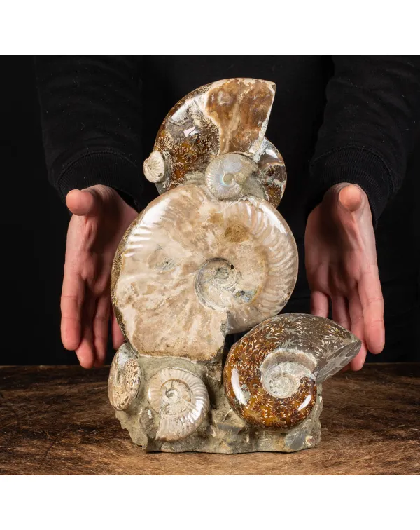 Ammoniti Fossili: Cleoniceras dall'Isola Incantata