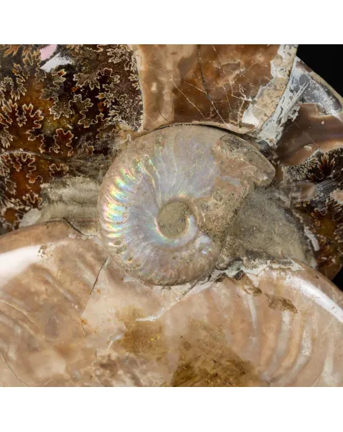 Ammoniti Fossili: Cleoniceras dall'Isola Incantata