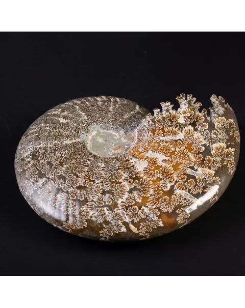 Tesoro del Madagascar: Ammonite Cleoniceras.