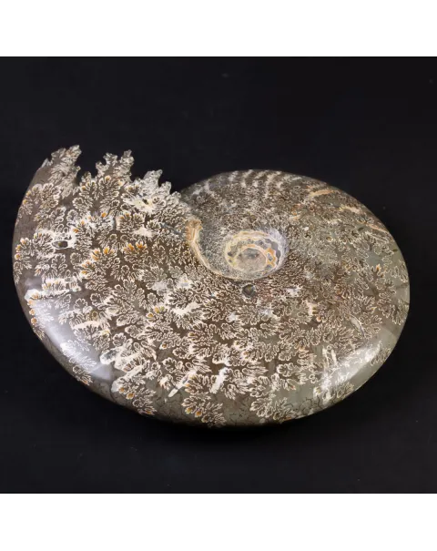 Tesoro del Madagascar: Ammonite Cleoniceras.