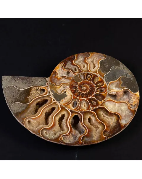 Ammonite del Cretaceo Sezionata.
