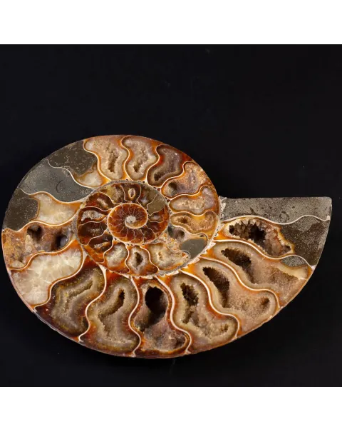 Ammonite del Cretaceo Sezionata.