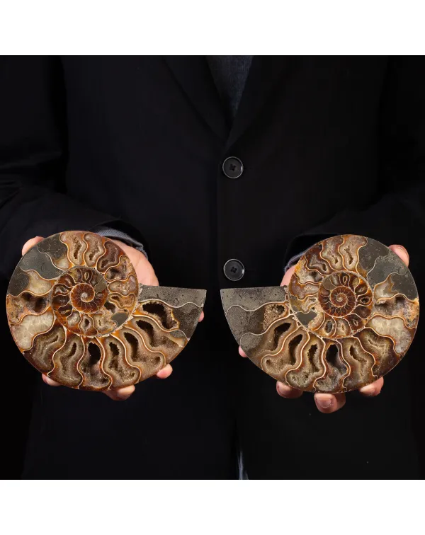 Ammonite del Cretaceo Sezionata.