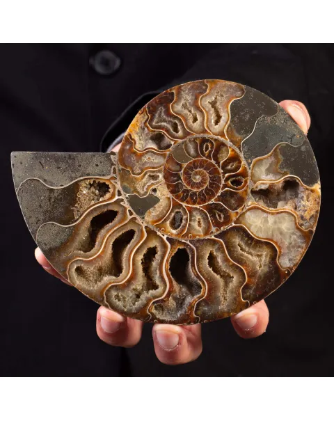 Ammonite del Cretaceo Sezionata.