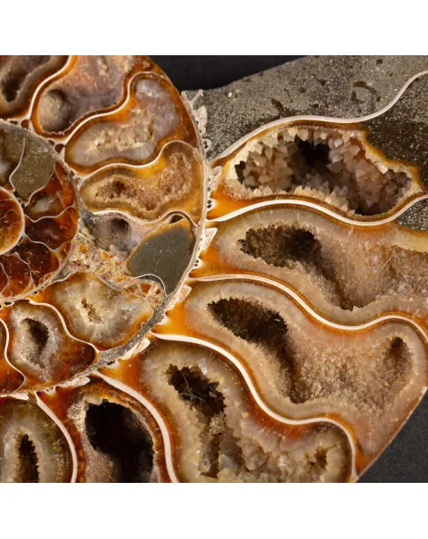 Ammonite del Cretaceo Sezionata.