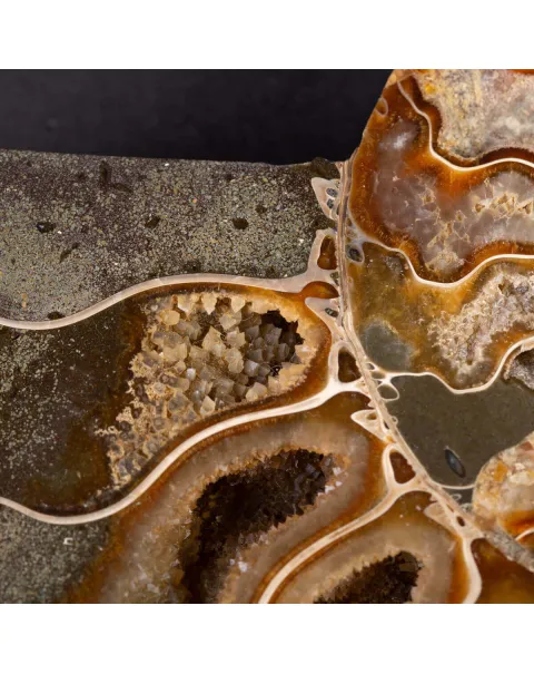 Ammonite del Cretaceo Sezionata.