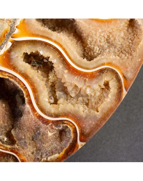 Ammonite del Cretaceo Sezionata.