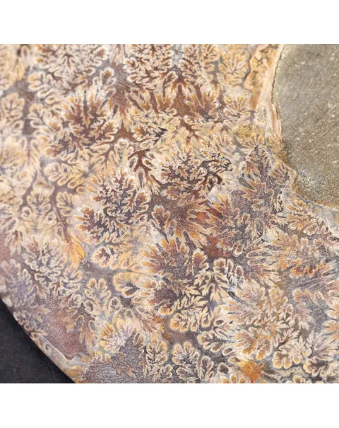 Ammonite del Cretaceo Sezionata.