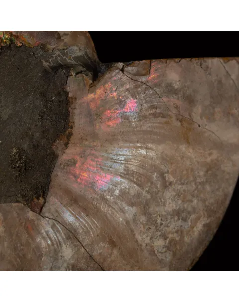 Ammonite del Cretaceo Sezionata.