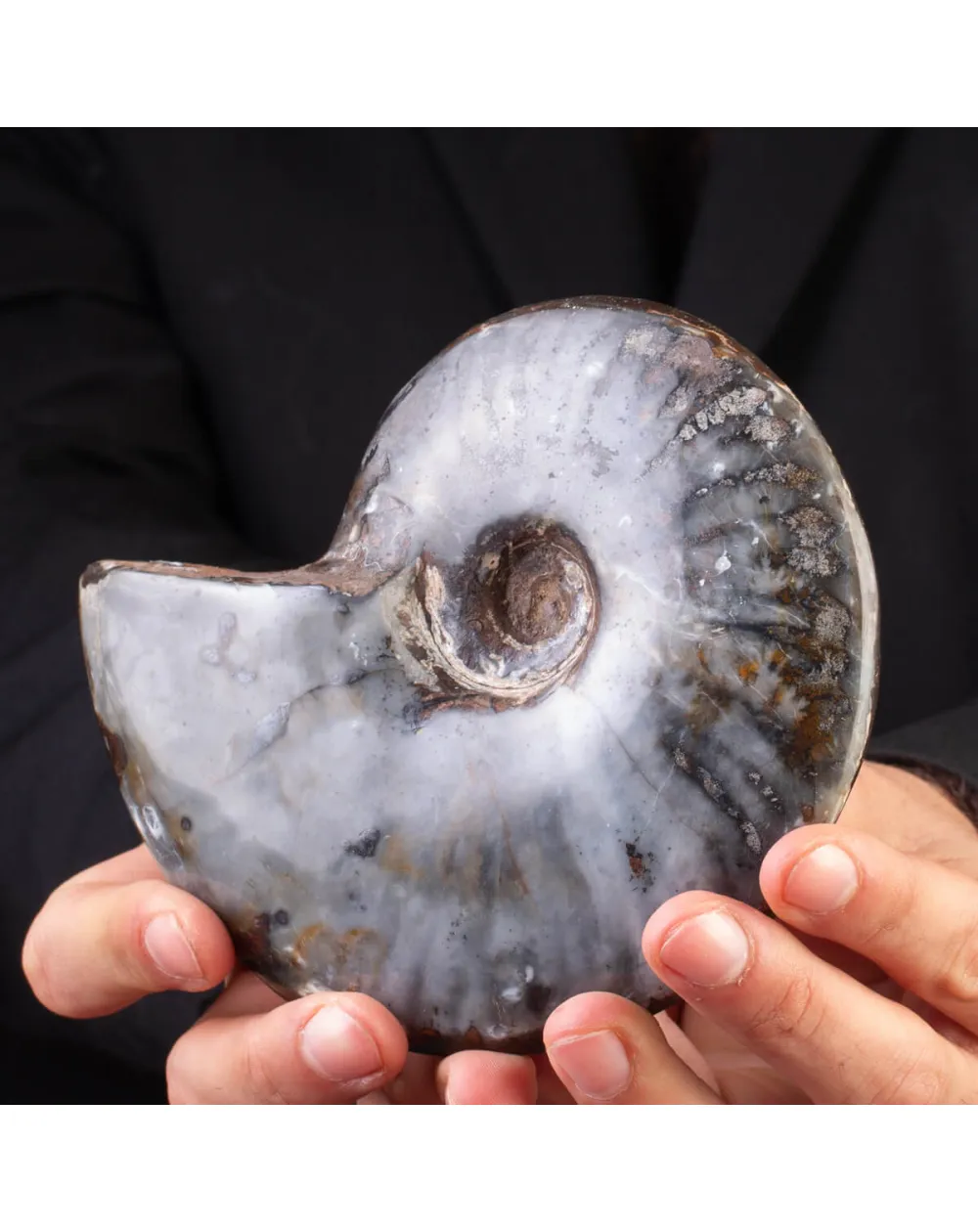 Ammonite Cleoniceras: Ematite e Agata Opalina.