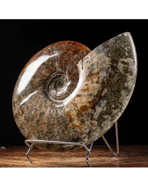 Ammonite Cleoniceras del Madagascar.