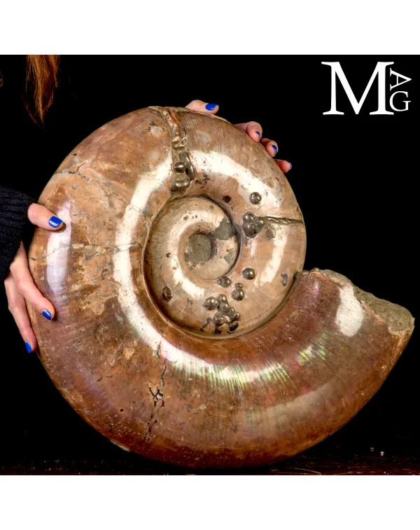Rara Ammonite Lytoceras Opalescente con Cristalli ...