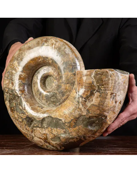 Ammonite Fossile Lytoceras dal Madagascar.