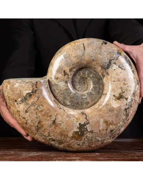 Ammonite Fossile Lytoceras dal Madagascar.