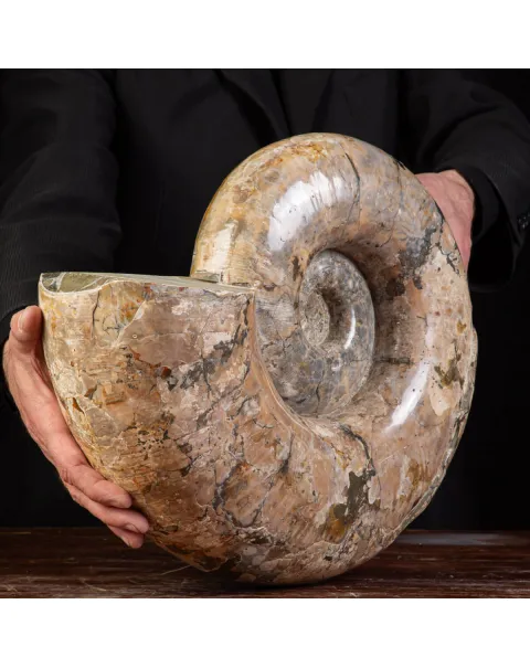 Ammonite Fossile Lytoceras dal Madagascar.