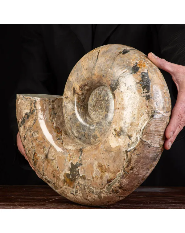 Ammonite Fossile Lytoceras dal Madagascar.