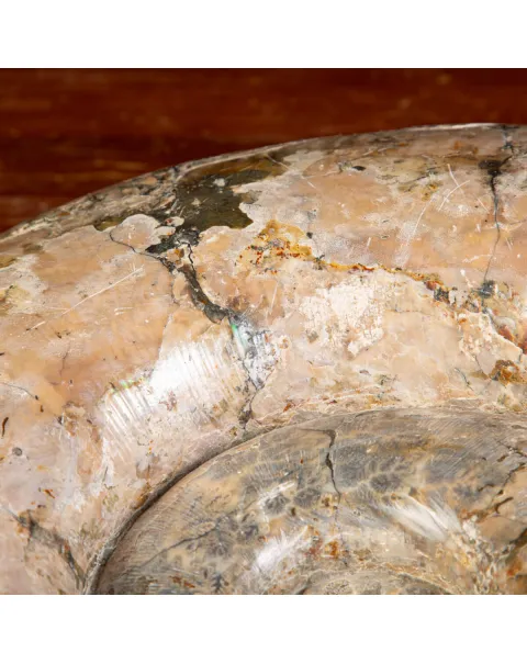 Ammonite Fossile Lytoceras dal Madagascar.